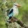 Senegal-List (Eisvogel-Art)